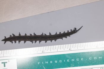 Media type: image;   Invertebrate Zoology 168055 Description: Digital photograph of specimen in life.;